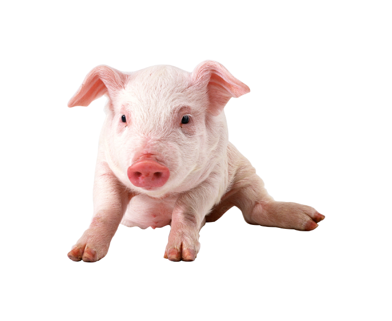 pig-2